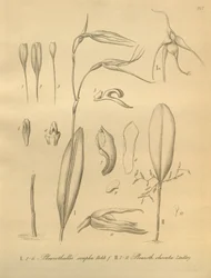 Illustrazione di Pleurothallis sirene